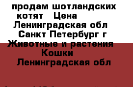 продам шотландских котят › Цена ­ 5 000 - Ленинградская обл., Санкт-Петербург г. Животные и растения » Кошки   . Ленинградская обл.